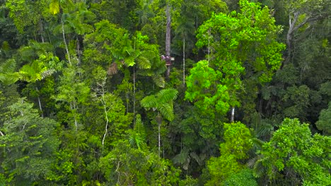 a person descends from a steep mountain to a valley on a sweeping zipline, surrounded by the vegetation of the jungle