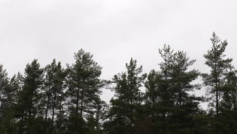 row of pine trees against an overcast sky