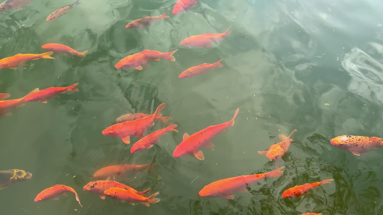 Ornamental fish moving slowly in clear pond water. Peaceful and colorful freshwater scene symbolizing balance, calmness, and natural beauty