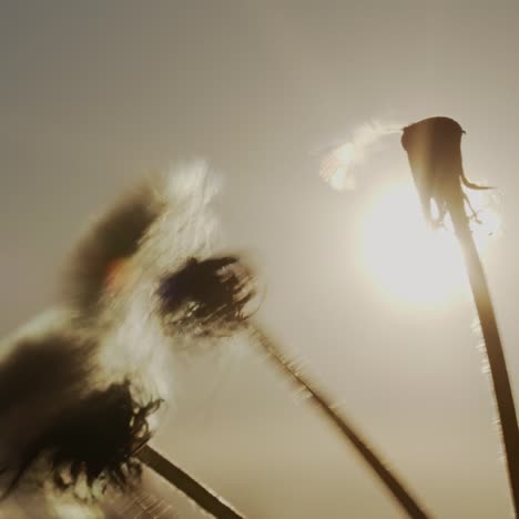 semillas de diente de león arrastradas por el viento 2