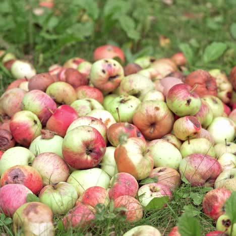 organic apples in garden