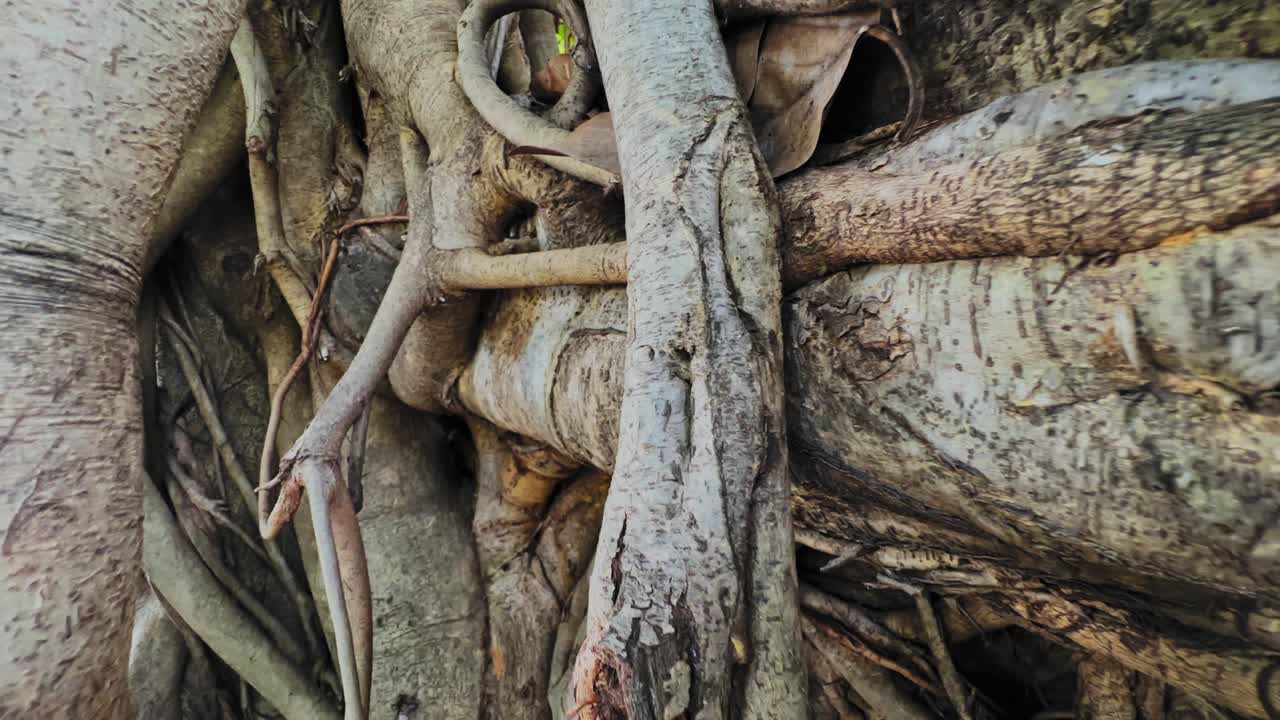 Pull-back shot revealing thick aerial roots of Ficus benghalensis, showing layered woody textures and intertwined forms as the camera moves backward, opening up more of the massive trunk and roots