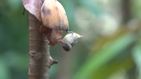 a female orange bellied flowerpecker bird flew to a banana and hung on to eat the fruit