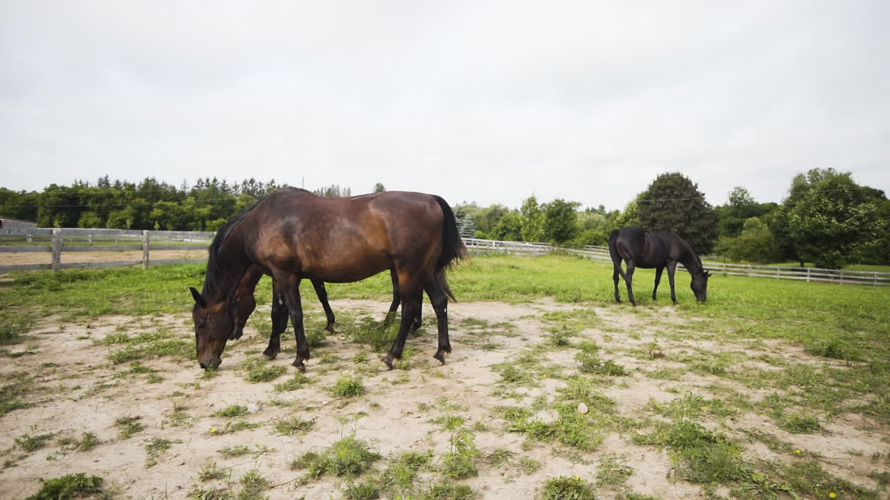 caballos alimentándose de un pasto herboso en una granja rural