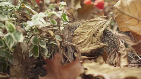 spiny young hedgehog on dried falling maple leaves in forest during daytime