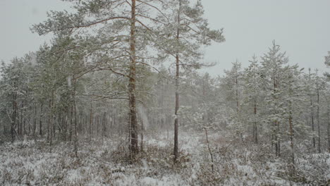 Bosque-Pantanoso-De-Lituania-En-El-Mes-De-Marzo