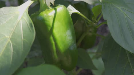 Green-pepper-growing-in-greenhouse-with-sun-shining-through-the-leaves