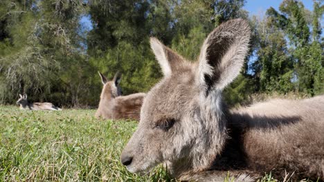 vista cercana única de un canguro bebé descansando en un campo de hierba cerca de un grupo de canguros adultos en australia
