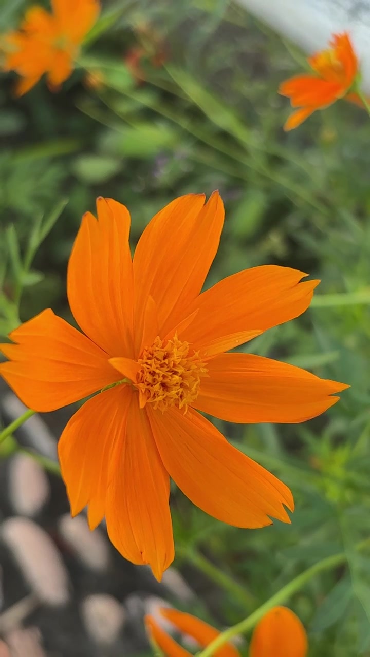 Fiore di Cosmos arancione vivace che ondeggia dolcemente in un giardino