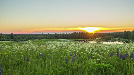 timelapse shot of a sunset over a meadow with flowers