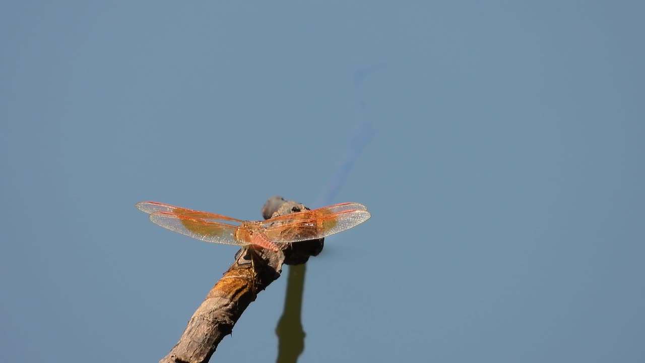 libélula uhd mp4 4k video...