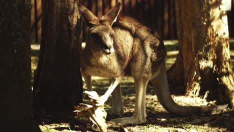 Känguru-Beim-Fressen-Im-Australischen-Zoo