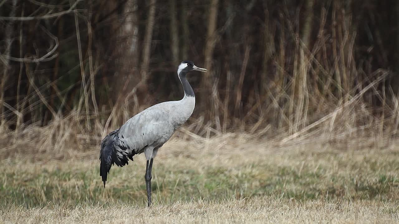 Crane bird cleaning feathers in spring dry grass meadow close up