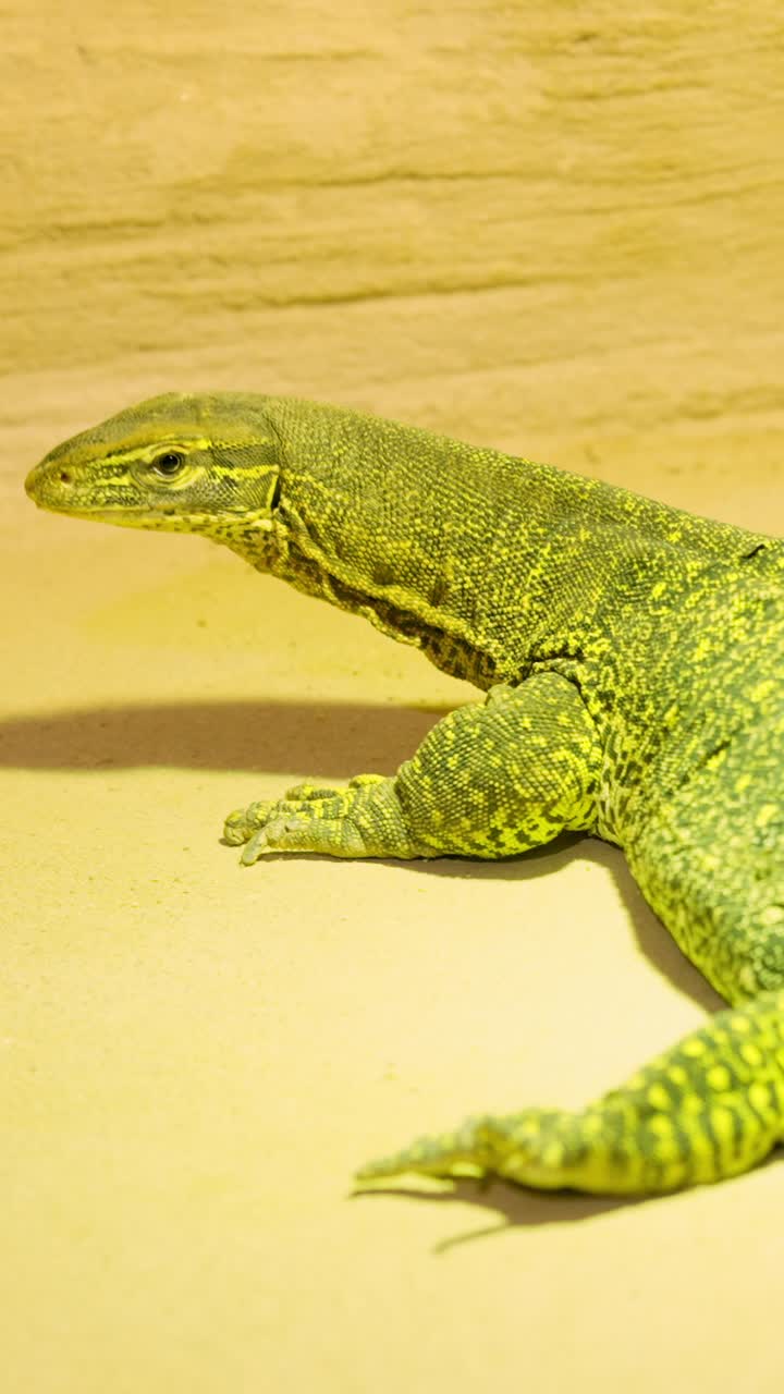 Argus monitor crawling on sand in a terrarium
