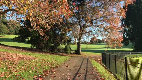 Slow-pan-left-of-autumn-colours-of-fallen-leaves-on-a-pathway-at-the-local-park-in-Auckland-,-New-Zealand