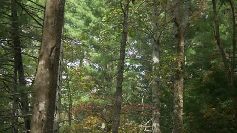 Der-Sonnendurchflutete-Wald-Neigt-Sich-Bis-Zum-Boden-Hinab