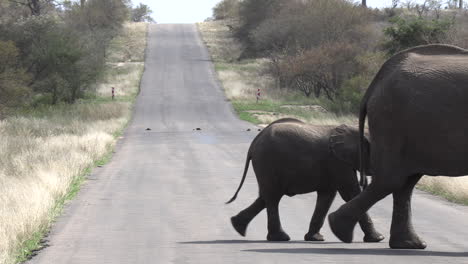 Elephant-with-her-young-crosses-tarred-road