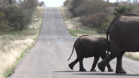 elephant with her young crosses tarred road