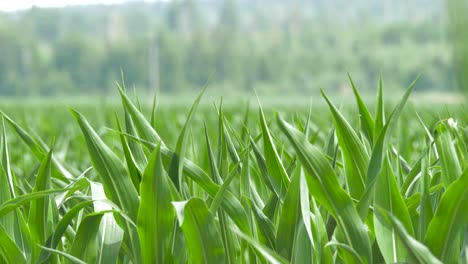 Lush-green-wheat-grass-swaying-gently-in-a-spring-meadow,-shot-100-fps