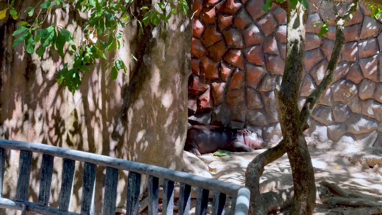 hipopótamo pigmeo en el hábitat naturalista del zoológico