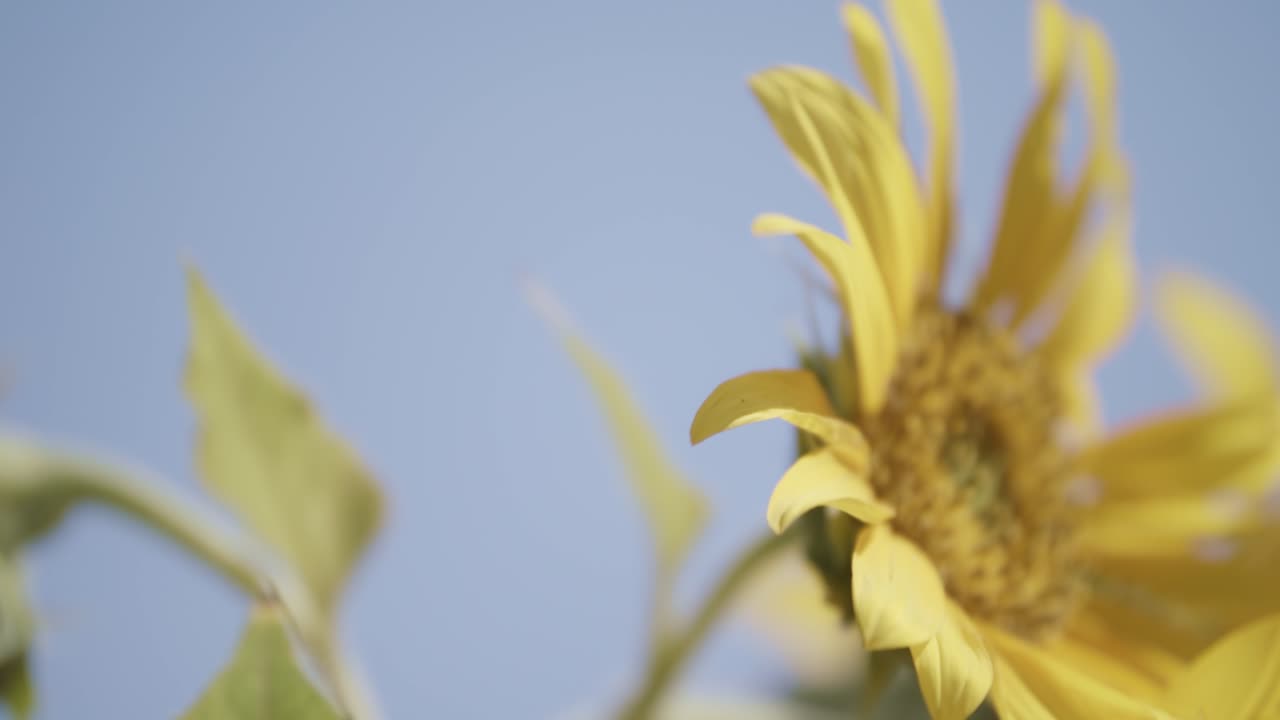 girasol de cerca, moviéndose en el viento, borrón de bokeh cinematográfico, fondo de cielo azul, girasol en flor, tiempo soleado, durante el día
