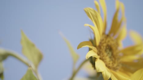 Primer-Plano-De-Girasol,-Moviéndose-En-El-Viento,-Desenfoque-Bokeh-Cinematográfico,-Fondo-De-Cielo-Azul,-Girasol-Floreciente,-Clima-Soleado,-Durante-El-Día