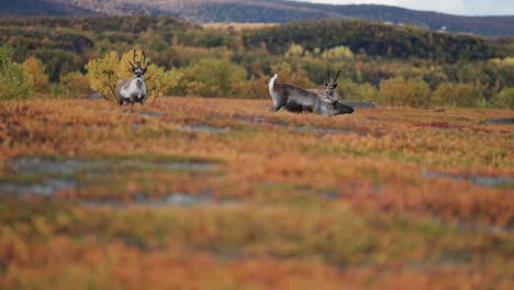 Reindeer-pack-spooked-and-running-away-scared-in-the-autumn-tundra