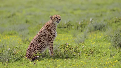cheetah sitting down in grass plains in serengeti national park in tanzania in africa, looking around alert and on the lookout on african wildlife animals safari