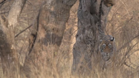 a young indian tiger in its natural habitat