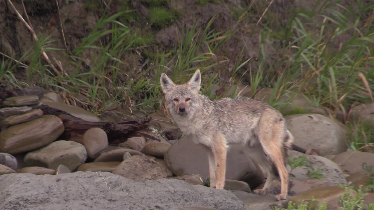 A coyote observes its surroundings from a roadside