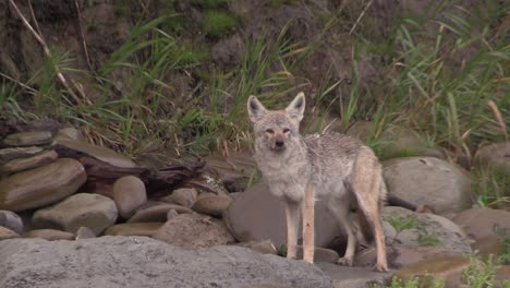un coyote observa su entorno desde un borde de la carretera
