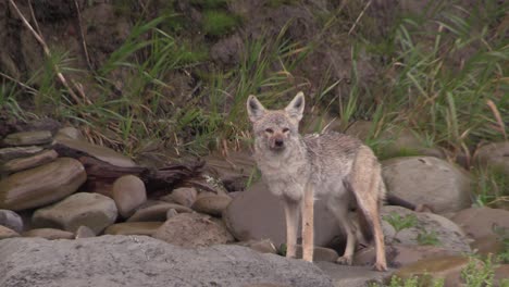 a coyote observes its surroundings from a roadside