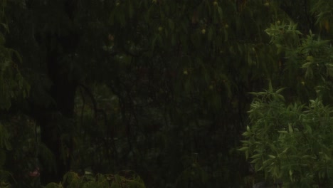 sparrows fly between trees during a rainstorm