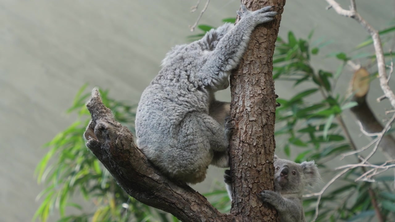 Mamma koala appesa all'albero e cucciolo che scende allo Zoo di Zurigo