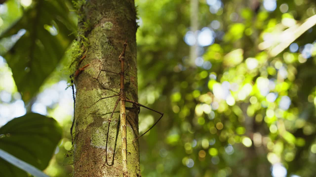 insecto palo gigante sube por el árbol, muy bien camuflado como la corteza del árbol en sus largas patas familia proscopiidae