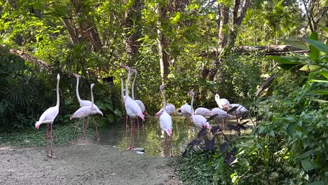 flamingos in a lush natural habitat