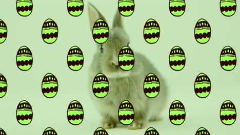 Animation-of-green-patterned-easter-eggs-and-easter-bunny-over-green-background