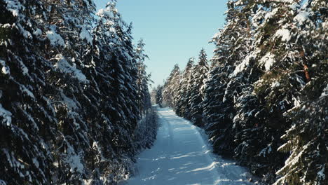 Winter-road-through-fir-trees-forest