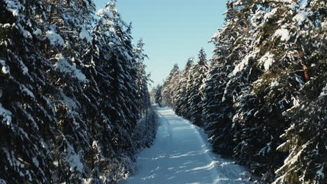 Camino-De-Invierno-A-Través-Del-Bosque-De-Abetos