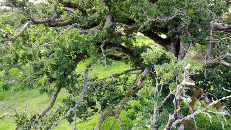 close aerial downward tilt of quercus petraea tree on green grass