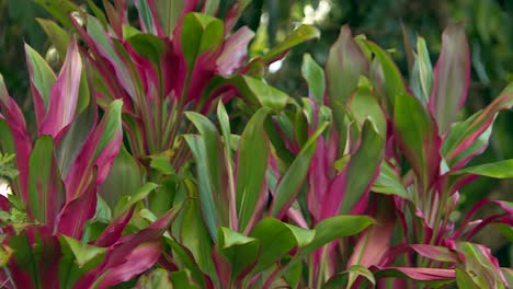 variegated ti plant purple and green leaves swaying in tropical breeze