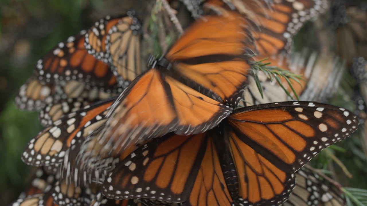 Monarch butterflies hanging off the branch of a tree in the Monarch Butterfly Sanctuary in Michoac&aacute;n in Mexico
