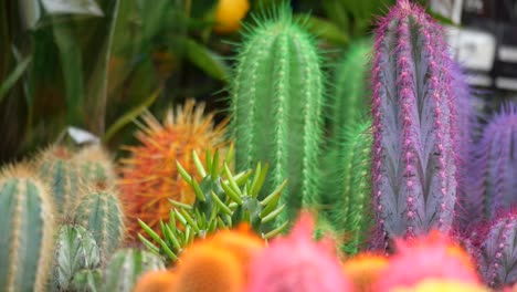 colección de cactus de colores