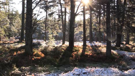 Snow-thawing-from-pine-trees-in-bright-sunshine