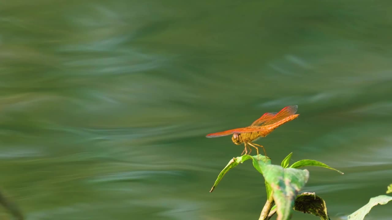 Una libellula arancione, ditch jewel, si posa brevemente su una foglia vicino all'acqua in Bangladesh.