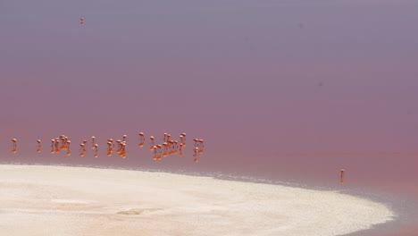 Rosa-Andenflamingos-Natürlicher-Lebensraum-In-Den-Anden-feuchtgebieten-Südamerikas,-Salzwasser-flachreservoir,-Nistplätze