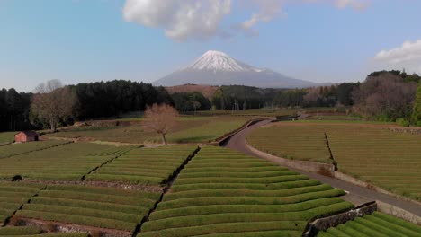 high above wide aerial of green tea fields with mount fuji in background