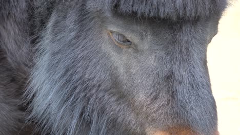caballo en el zoológico - primer plano de pony africano, equus caballus parpadeando sus ojos