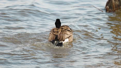canadian goose splashes water while it is swimming and rolling around in the river waters as it cleans itself