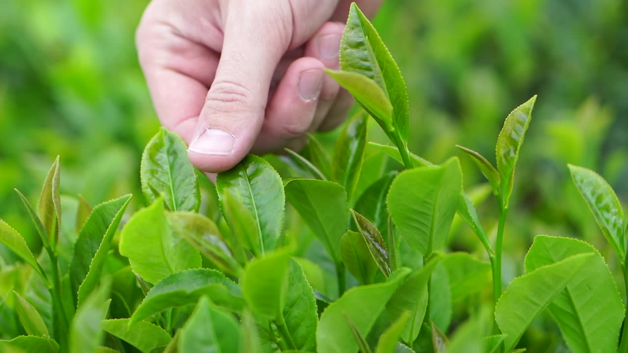 A hand delicately touching a green tea leaf